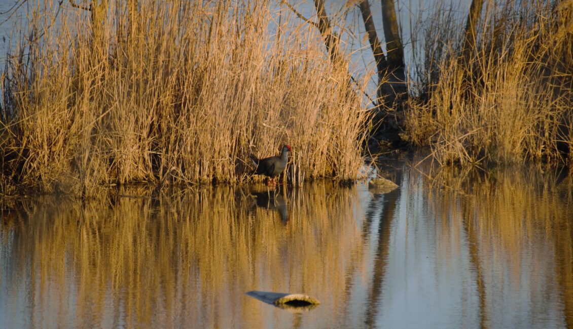 Sortie ornithologique aux Marais de Beauchamp