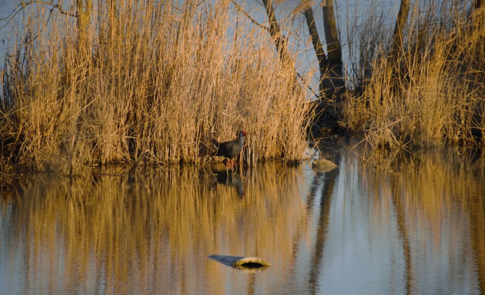 Sortie ornithologique aux Marais de Beauchamp