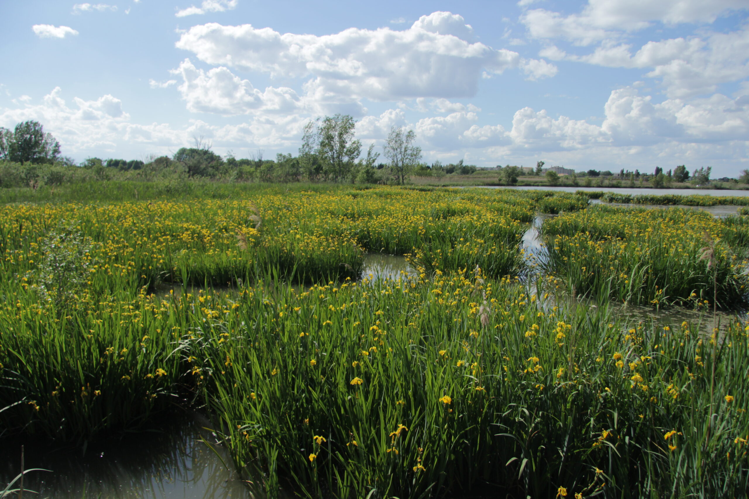 Sortie nature : Les marais de Beauchamp