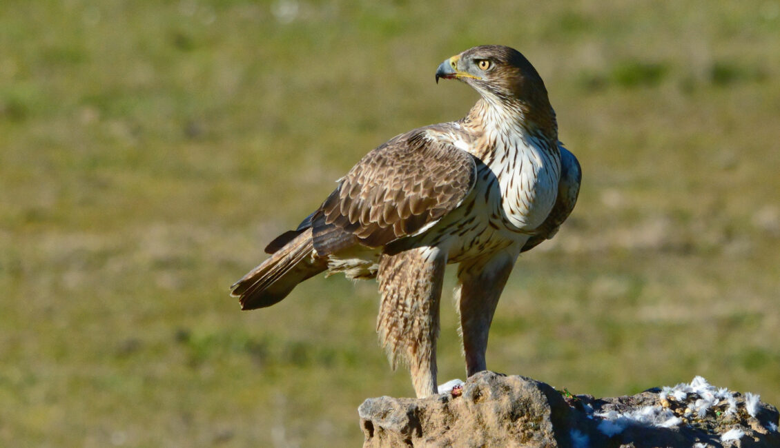 Sortie nature : Les grands rapaces