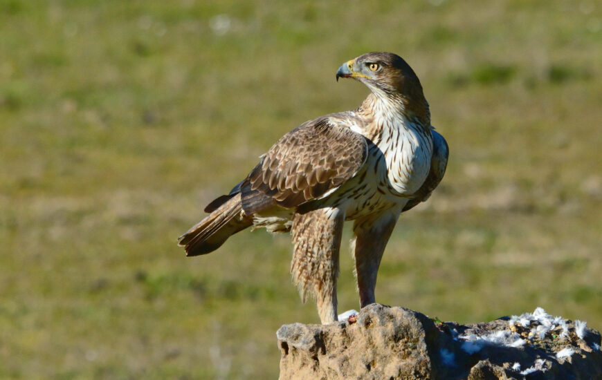 Sortie nature : Les grands rapaces
