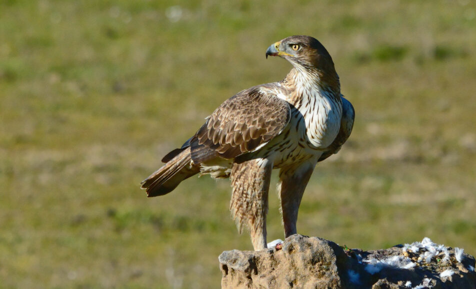 Sortie nature : Les grands rapaces