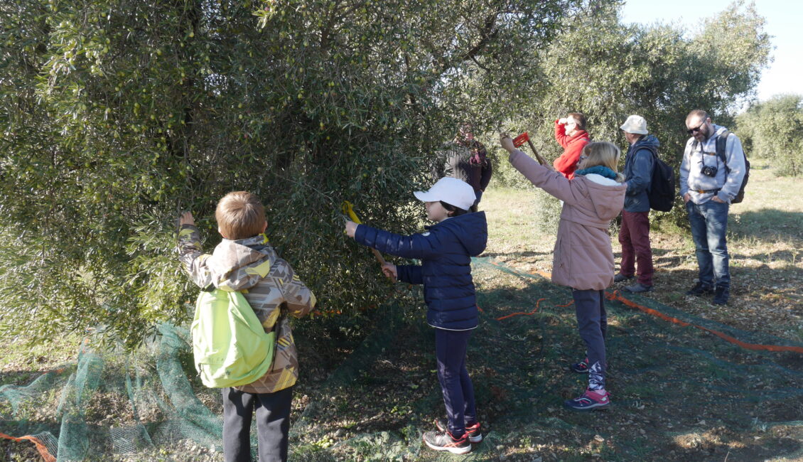 Sortie nature : Les Olivades