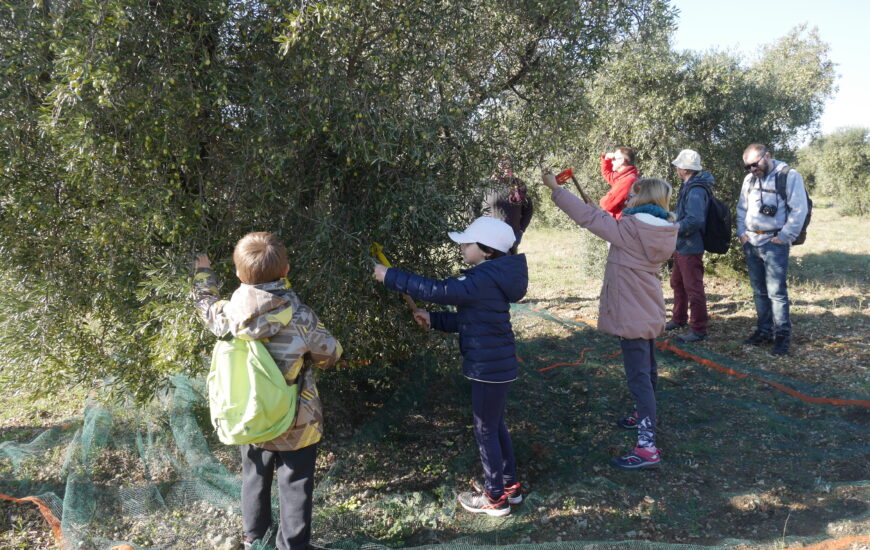 Sortie nature : Les Olivades