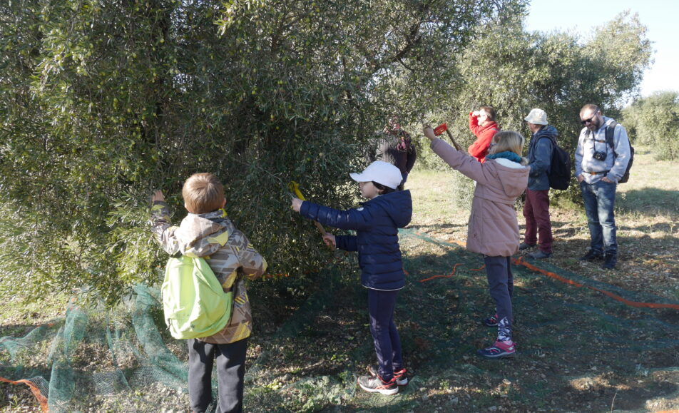 Sortie nature : Les Olivades