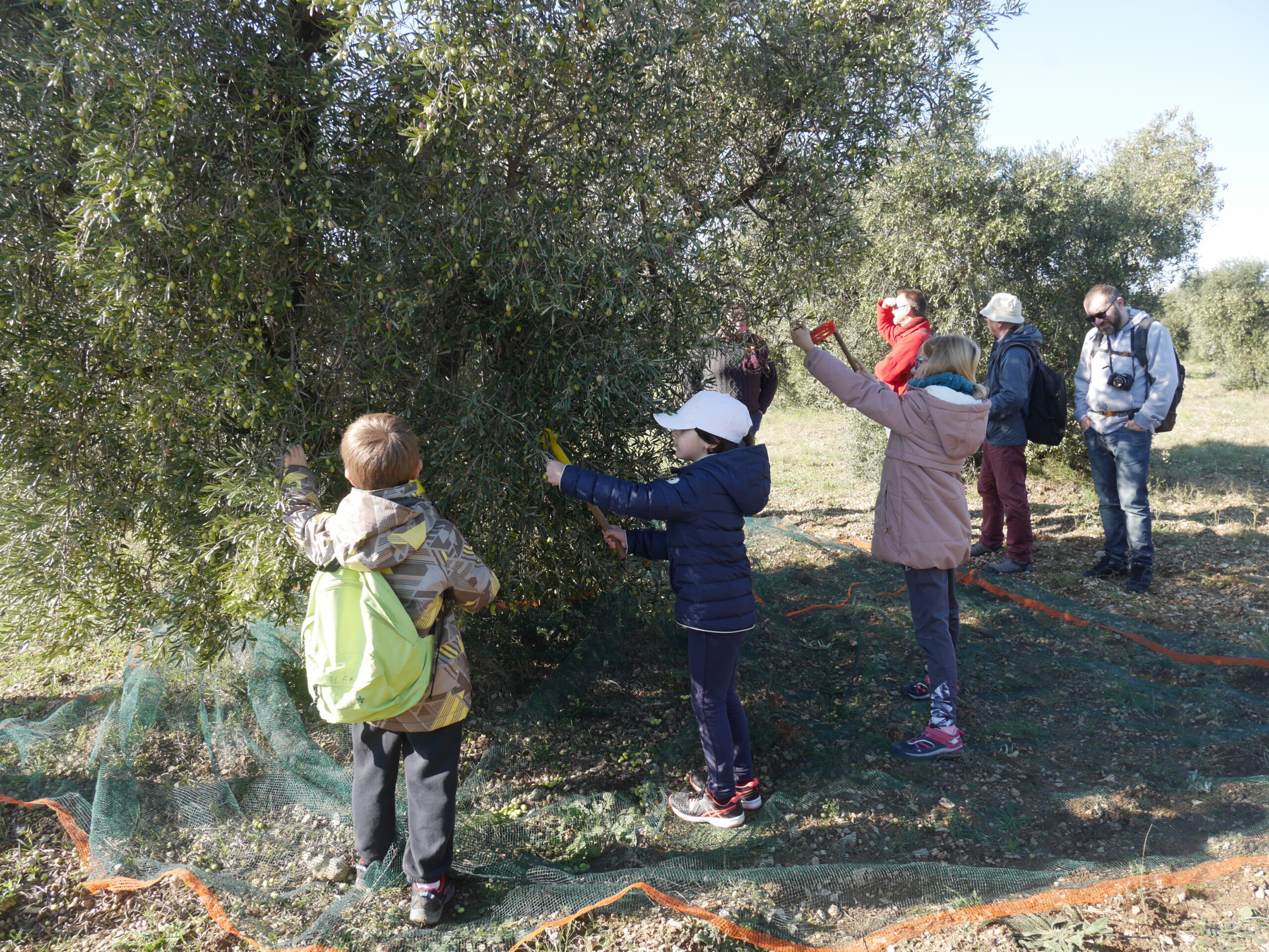 Sortie nature : L'olivier