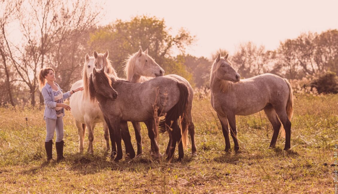 Visitez une manade de juments de race Camargue