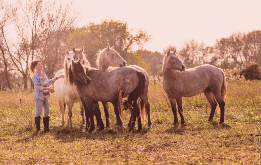 Visitez une manade de juments de race Camargue