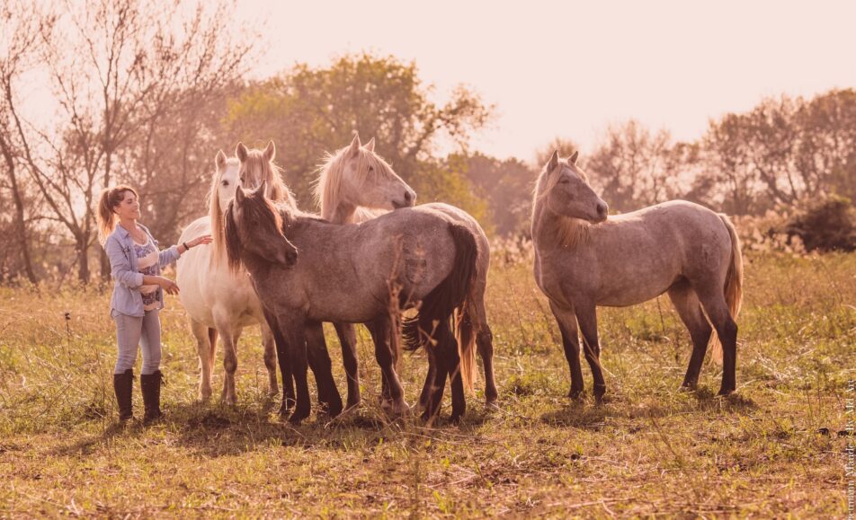 Visitez une manade de juments de race Camargue