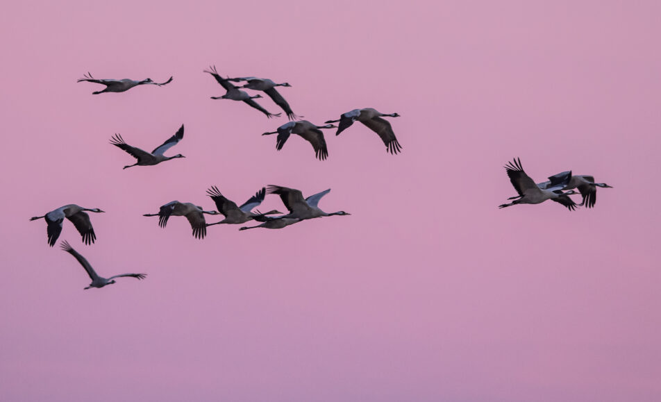 Le lever des grues cendrées
