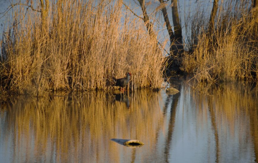 Visite du Marais de Beauchamp