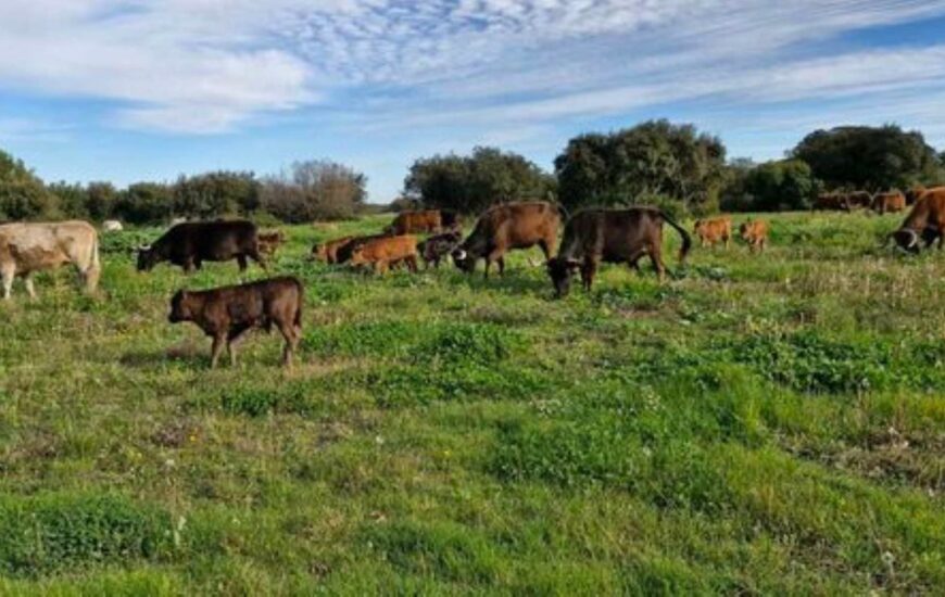 Camino Ganadero - découverte des élevages de taureaux et chevaux