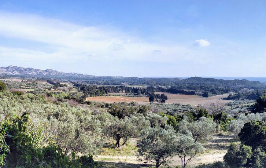 Chemin paysan : Les oliviers et amandiers de Bruno