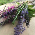 Balade botanique : Les plantes aromatiques des Alpilles