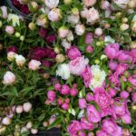 Rencontre paysanne : Un champs de pivoines en fleurs