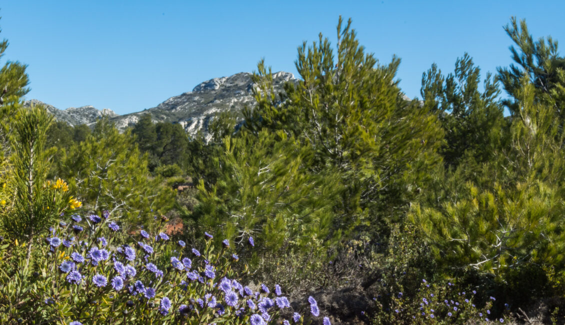 Balade herborisation : La Flore des Alpilles