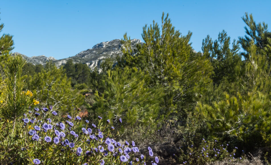Balade herborisation : La Flore des Alpilles