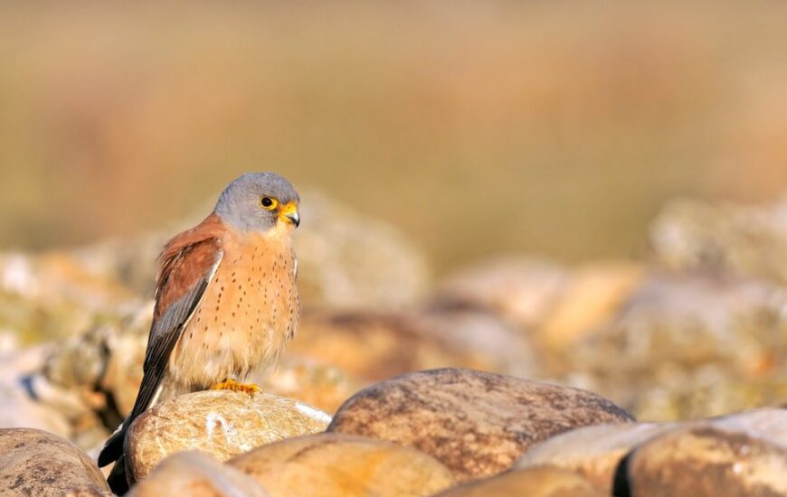Découverte ornithologique en Crau
