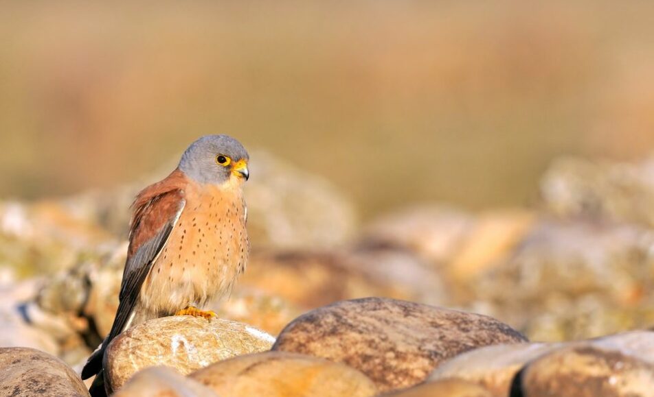 Découvertte ornithologique en Crau