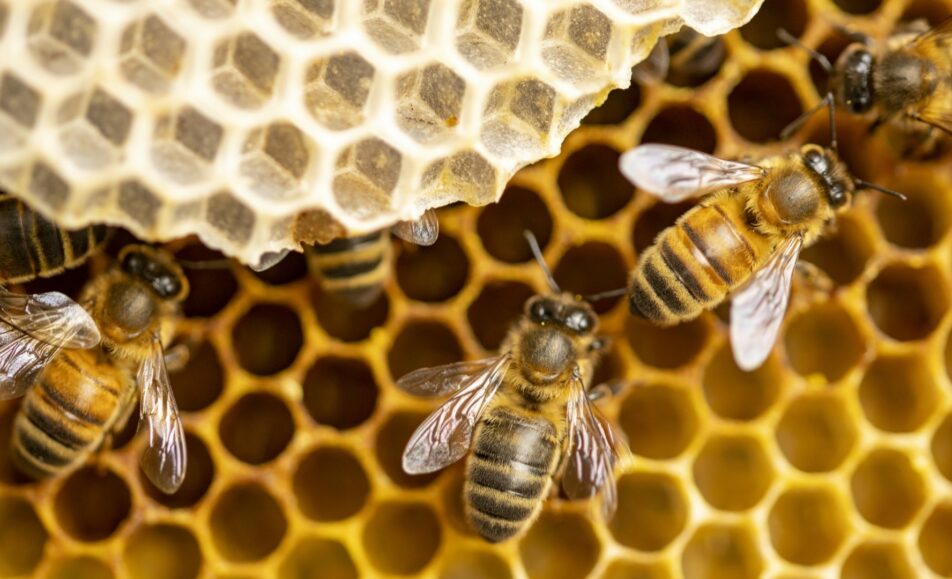 Les rendez-vous du Parc des Alpilles - La vie d'une ruche