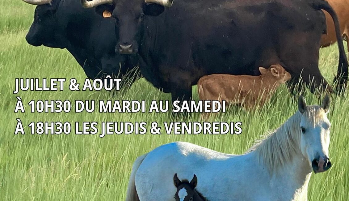 Les soirées à la manade Fernay