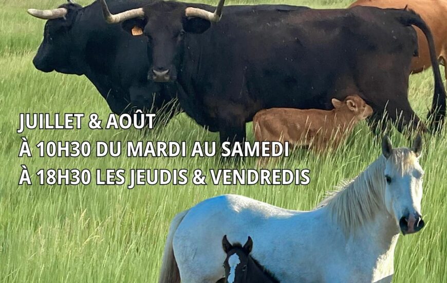 Les soirées à la manade Fernay