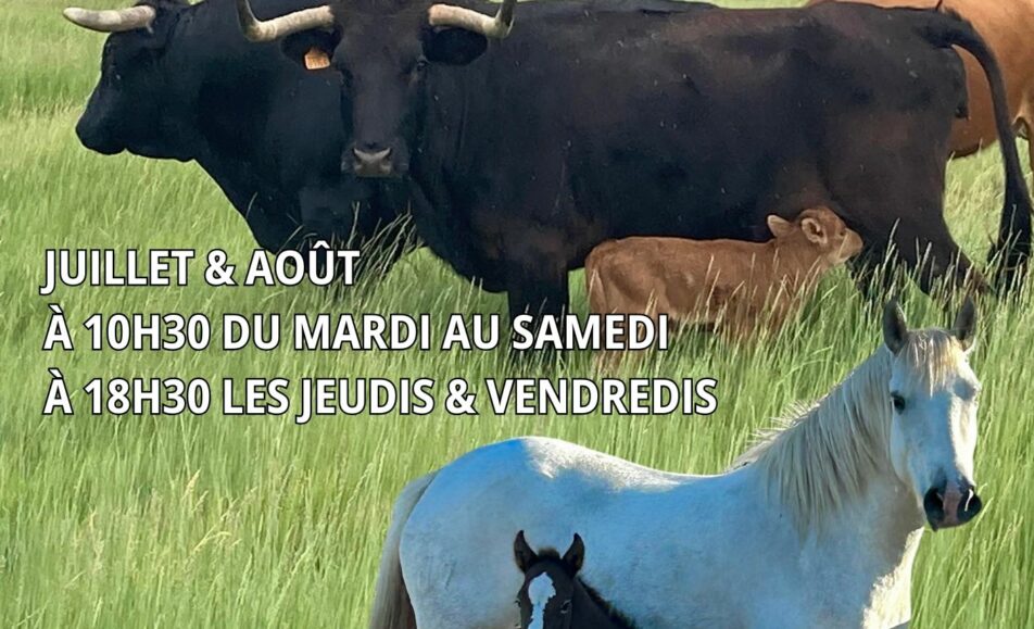 Les soirées à la manade Fernay