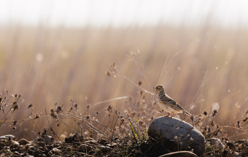 Visite de la Réserve naturelle des Coussouls de Crau