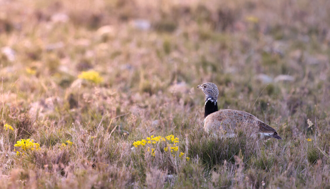 Semaine de la randonnée : Les Coussouls de Crau