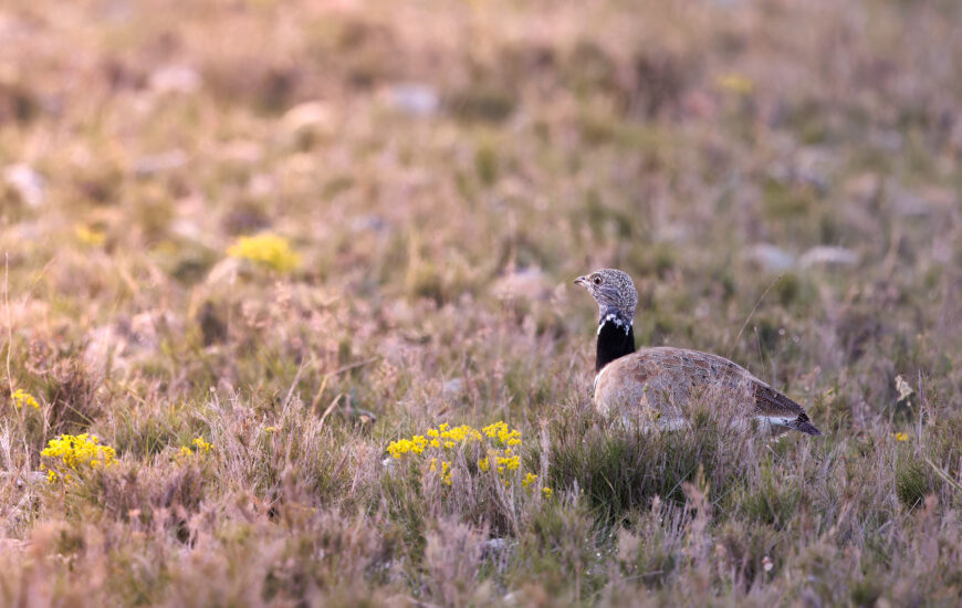 Semaine de la randonnée : Les Coussouls de Crau