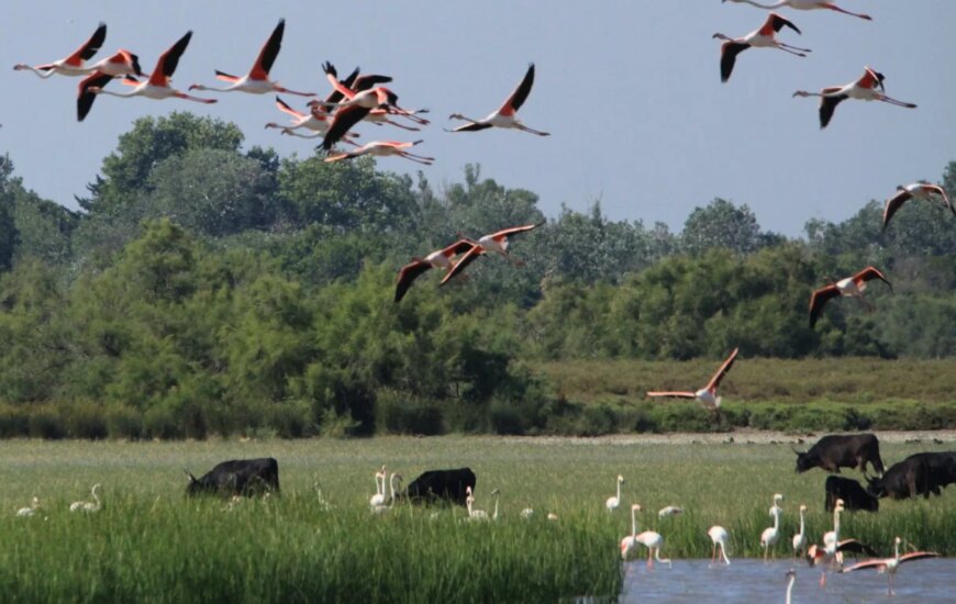 Le Festival de la Camargue au Sambuc