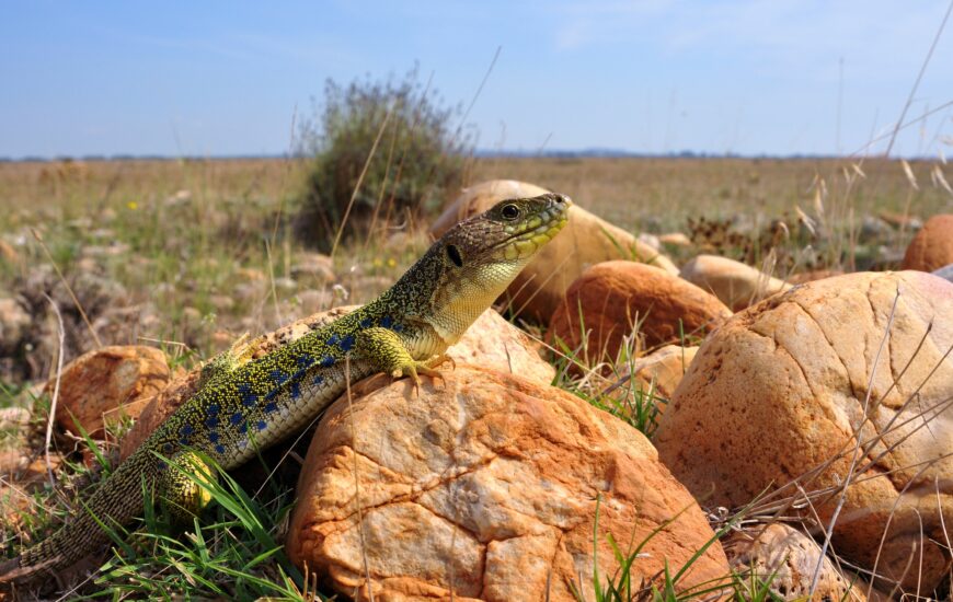 À la recherche du lézard ocellé