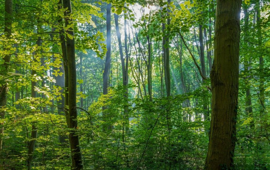 Exposition "Des Hommes et des arbres"
