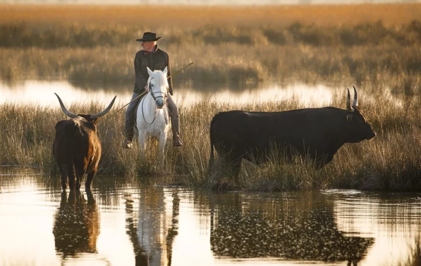 Le Festival de la Camargue à Albaron