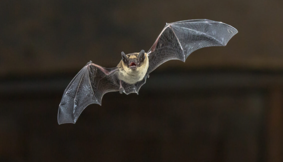La nuit de la chauve-souris