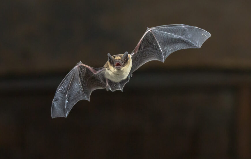 La nuit de la chauve-souris