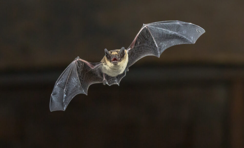La nuit de la chauve-souris