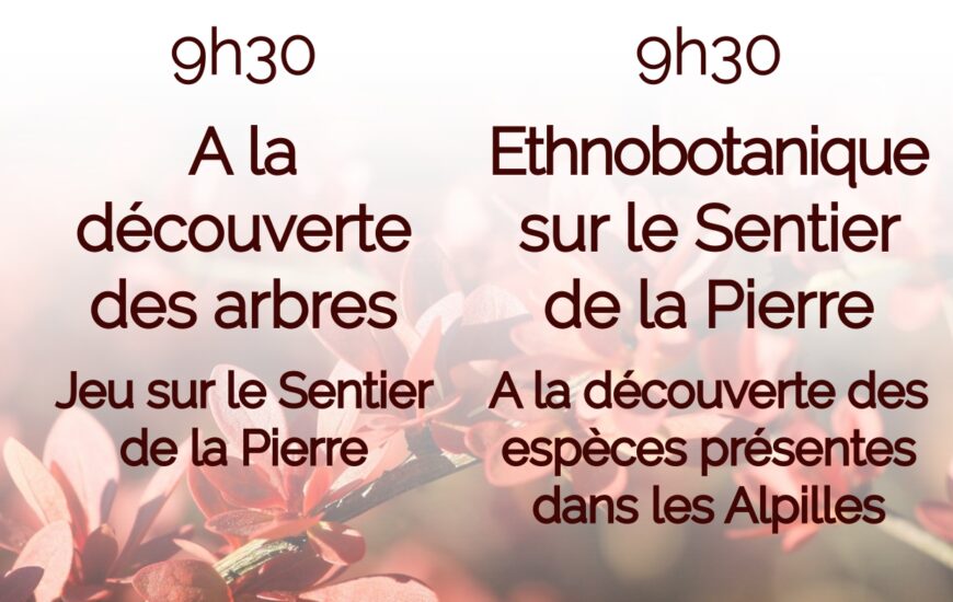 Les mercredis au Musée