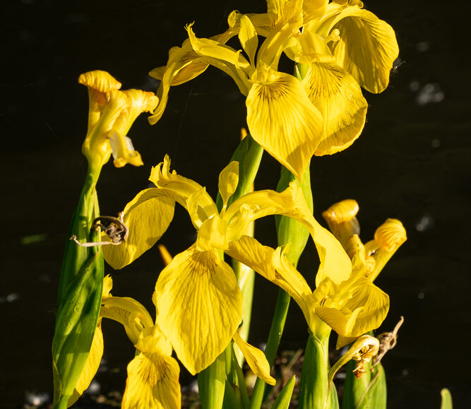 Conférence et dédicace : Les orchidées et les hommes
