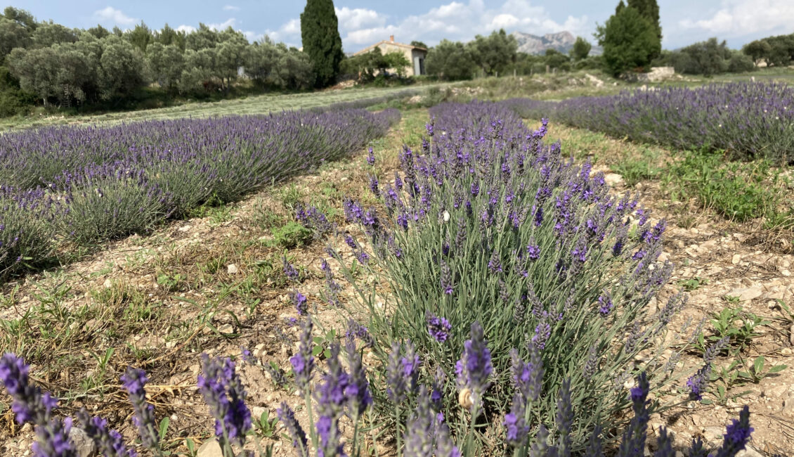 Cueillette et distillation : La lavando dis Aupiho