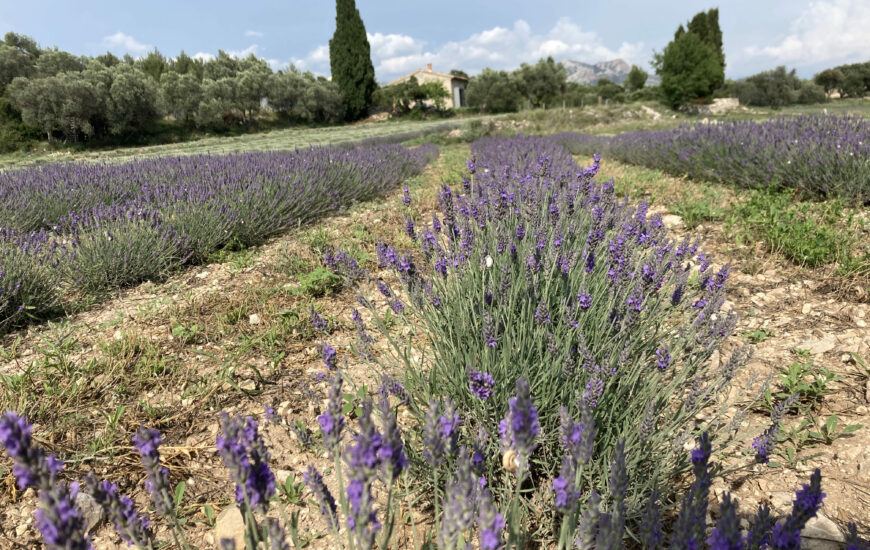 Cueillette et distillation : La lavando dis Aupiho