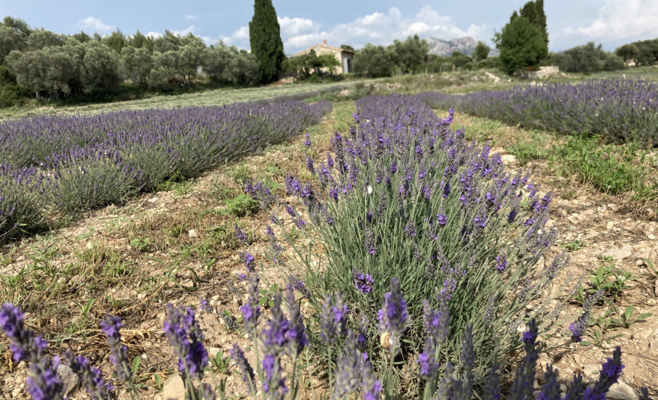 Cueillette et distillation : La lavando dis Aupiho