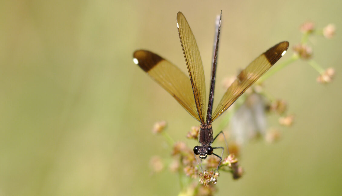 Sortie nature : Libellule ou Demoiselle ?
