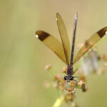 Sortie nature : Libellule ou Demoiselle ?