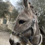Balade en compagnie  des petits ânes : Autour de Saint Gabriel au pas de l'âne