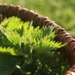 Découverte des plantes sauvages