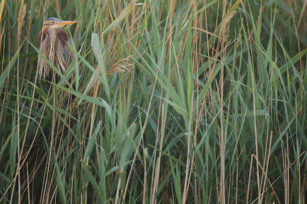 A la découverte des oiseaux des roselières et des marais