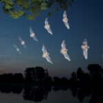 Suivis participatifs de chauves-souris en août : Projet Rest-Chir'Eau