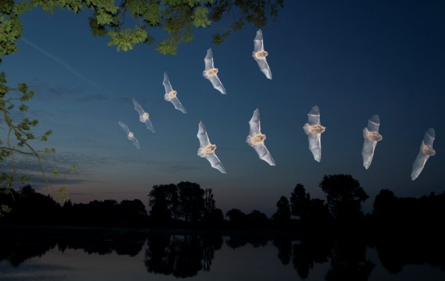 Suivis participatifs de chauves-souris en août : Projet Rest-Chir'Eau