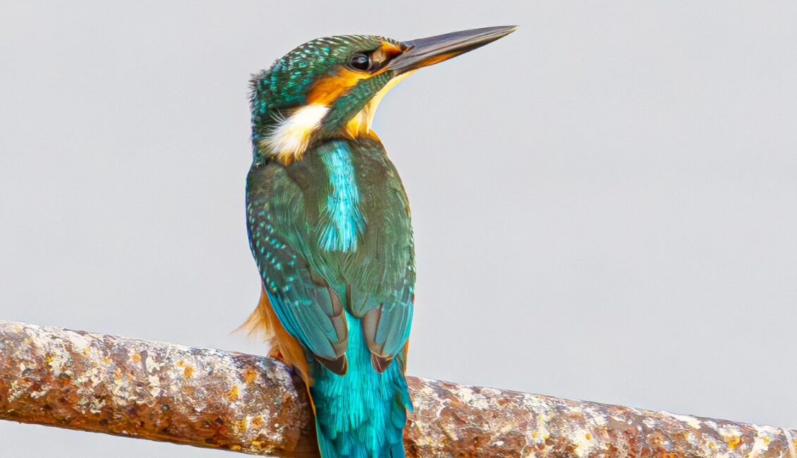 A la découverte des oiseaux des roselières et des marais